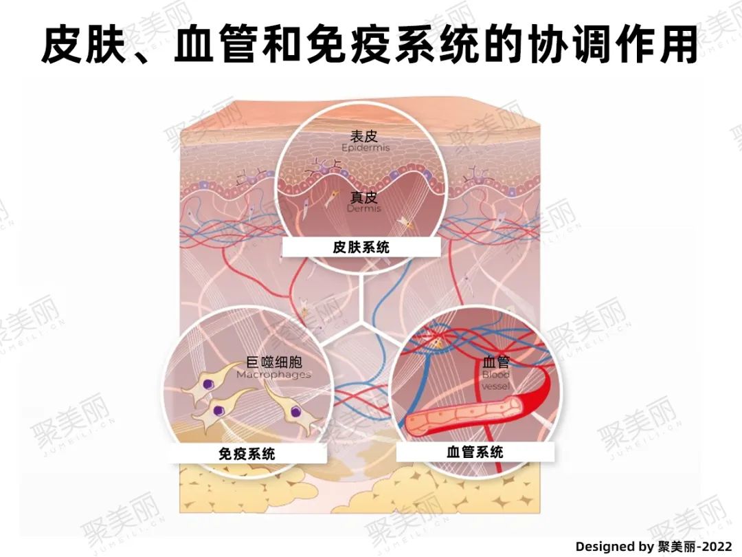 AI开发抗衰老成分/可清除“僵尸细胞”的发酵物 | 原料新品06