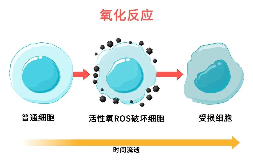 几岁需要抗初老? 日常抗氧化，抗糖化如何做