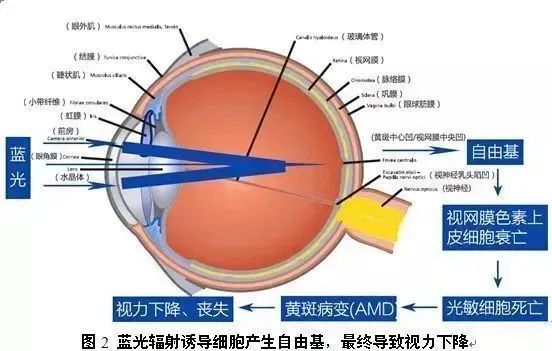 几乎无处不在的“蓝光”伤害到底怎么防？不用电子产品不如杀了我