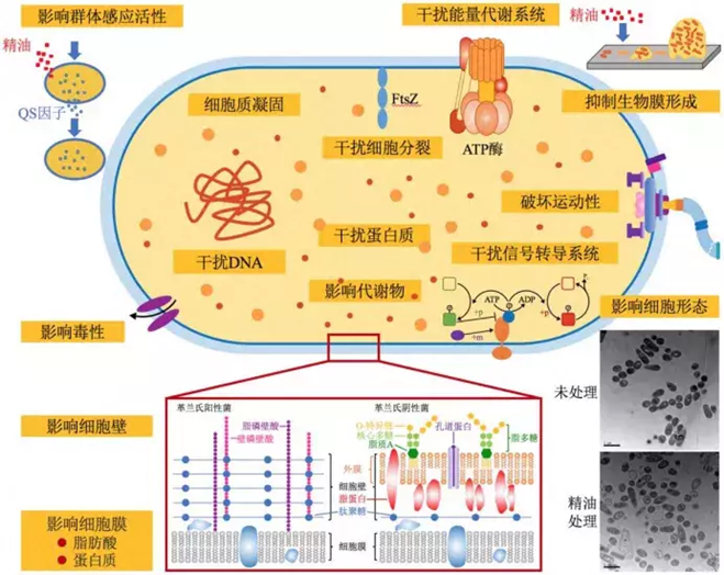 芳香疗法与以油养肤：复合精油在痤疮上的应用