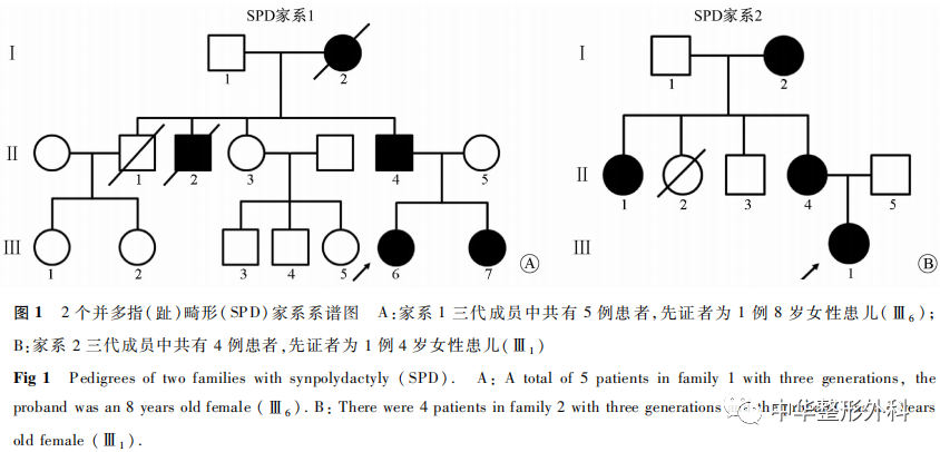 两个遗传性并多指(趾)家系致病基因突变分析