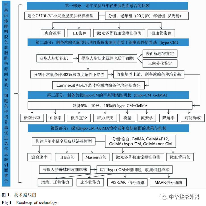 甲基丙烯酰明胶负载脂肪来源间充质干细胞条件培养基促进老年皮肤创面愈合