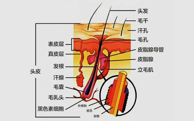 头皮健康洗护进入4.0时代！