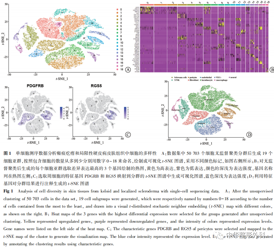 单细胞测序数据分析瘢痕疙瘩和局限性硬皮病组织中周细胞的差异
