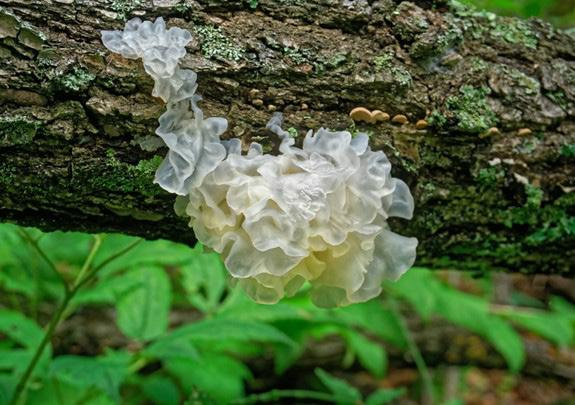 美业课堂第41期| 菌菇类提取物站上功效护肤新风口