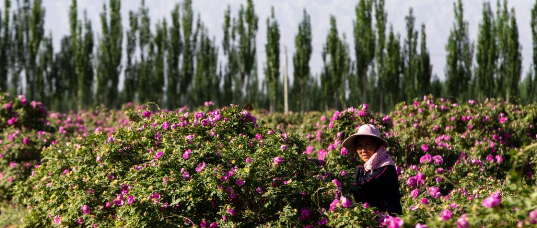 沙漠里的玫瑰园，正式挤入护肤赛道