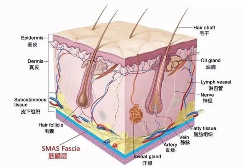 【手术模特招募】拒绝“面具脸”，除皱必须要深入SMAS筋膜层！