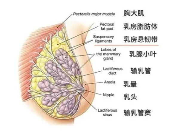 【手术模特招募】摆脱身材焦虑，乳房下垂也能恢复挺拔曲线！