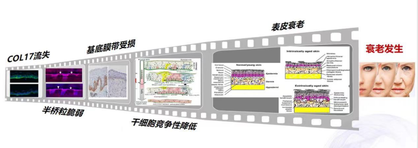 直击胶原蛋白赛道痛点，伊肤泉胶原小17开启抗衰新热潮