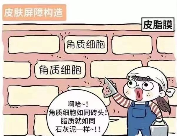 医美科普：什么是皮肤屏障？